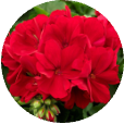 Geranium