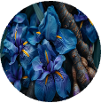 Orris